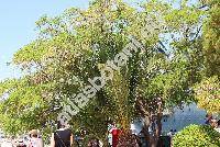 Acacia farnesiana (L.) Willd. (Vachellia farnesiana (L.) Wight ex Arn., Acacia densiflora, Acasia ferox, Mimosa, Pithecellobium acuminatum, Poponax farnesiana)