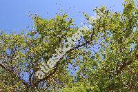 Acacia farnesiana (L.) Willd. (Vachellia farnesiana (L.) Wight ex Arn., Acacia densiflora, Acasia ferox, Mimosa, Pithecellobium acuminatum, Poponax farnesiana)