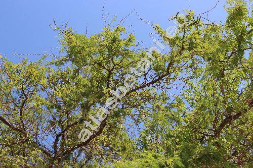 Acacia farnesiana (L.) Willd. (Vachellia farnesiana (L.) Wight ex Arn., Acacia densiflora, Acasia ferox, Mimosa, Pithecellobium acuminatum, Poponax farnesiana)