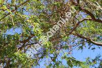 Acacia farnesiana (L.) Willd. (Vachellia farnesiana (L.) Wight ex Arn., Acacia densiflora, Acasia ferox, Mimosa, Pithecellobium acuminatum, Poponax farnesiana)