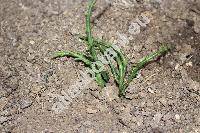 Salicornia europaea L. (Salicornia europaea auct.)