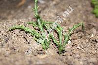 Salicornia europaea L. (Salicornia europaea auct.)