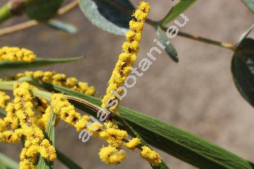 Acacia longifolia (Andr.) Willd. (Mimosa longifolia Andr.)