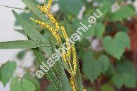 Acacia longifolia (Andr.) Willd. (Mimosa longifolia Andr.)