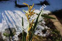 Acacia longifolia (Andr.) Willd. (Mimosa longifolia Andr.)