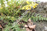 Corydalis cheilanthifolia Hemsl. (Fumaria)