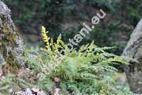 Corydalis cheilanthifolia Hemsl. (Fumaria)