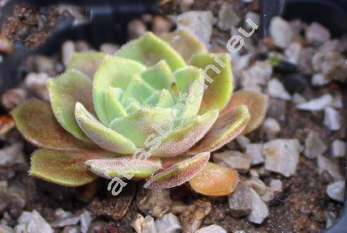 Sedum sempervivoides Bieb. (Petrosedum, Pseudorosularia sempervivoides, Rosularia sempervivoides)