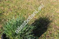 Festuca glauca 'Intense Blue' (Festuca glauca auct., Festuca duriuscula auct., Festuca cinerea auct.)