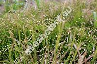 Carex alba Scop.