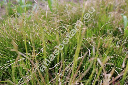 Carex alba Scop.