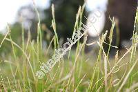 Carex alba Scop.