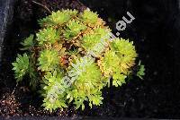 Saxifraga 'Cloth of Gold'