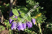 Campanula 'Kent Belle'