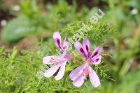 Pelargonium radens Moore