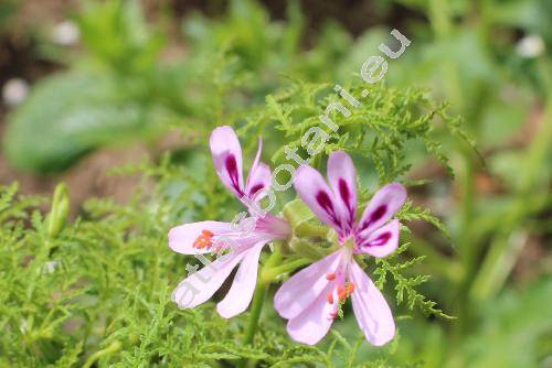 Pelargonium radens Moore