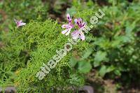 Pelargonium radens Moore