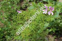 Pelargonium radens Moore