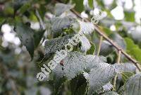 Celtis australis L.