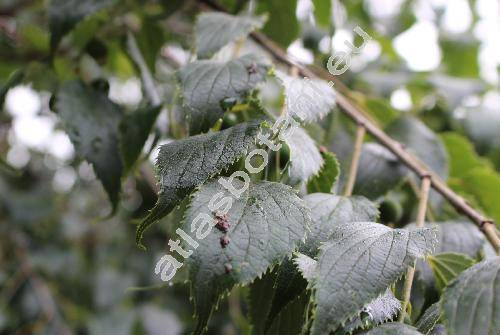 Celtis australis L.