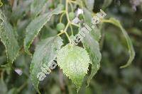 Celtis australis L.