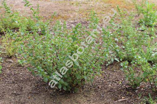 Urtica atrovirens Lois.
