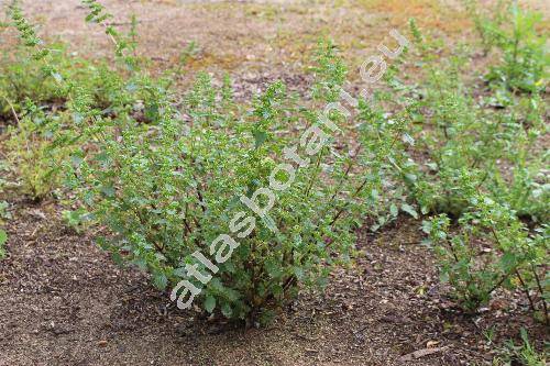 Urtica atrovirens Lois.