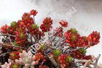 Sedum rubrotinctum Claus. (Sedum x rubrotinctum, Petrosedum)