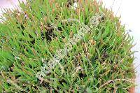 Dudleya edulis (Nutt.) Berg. (Sedum edule Nutt.)