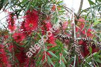 Callistemon viminalis (Sol. ex Gaertn.) Don (Metrosideros viminalis Sol. ex Gaertn., Melaleuca viminalis (Sol. ex Gaertn.) Byrn.)