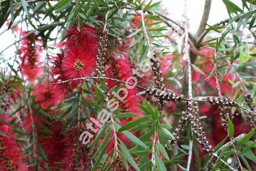 Callistemon viminalis (Sol. ex Gaertn.) Don (Metrosideros viminalis Sol. ex Gaertn., Melaleuca viminalis (Sol. ex Gaertn.) Byrn.)