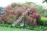 Callistemon viminalis (Sol. ex Gaertn.) Don (Metrosideros viminalis Sol. ex Gaertn., Melaleuca viminalis (Sol. ex Gaertn.) Byrn.)