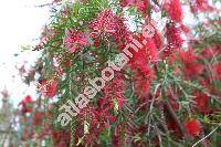 Callistemon viminalis (Sol. ex Gaertn.) Don (Metrosideros viminalis Sol. ex Gaertn., Melaleuca viminalis (Sol. ex Gaertn.) Byrn.)