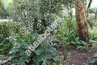 Acanthus mollis L. (Acanthus hispanicus Loud., Acanthus longifolius Poir., Acanthus niger Mill., Acanthus latifolius Goetze, Acanthus platyphyllus Murb.)