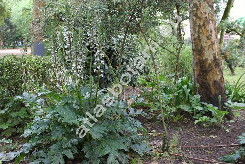 Acanthus mollis L. (Acanthus hispanicus Loud., Acanthus longifolius Poir., Acanthus niger Mill., Acanthus latifolius Goetze, Acanthus platyphyllus Murb.)