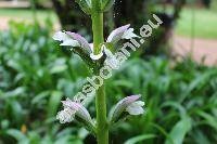 Acanthus mollis L. (Acanthus hispanicus Loud., Acanthus longifolius Poir., Acanthus niger Mill., Acanthus latifolius Goetze, Acanthus platyphyllus Murb.)