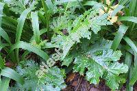 Acanthus mollis L. (Acanthus hispanicus Loud., Acanthus longifolius Poir., Acanthus niger Mill., Acanthus latifolius Goetze, Acanthus platyphyllus Murb.)