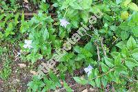 Vinca difformis Pourr. (Vinca major subsp. difformis (Pourr.) Laínz,  Vinca media var. acutiflora (Bert.) Nyman, Pervinca)