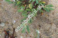 Polygonum maritimum L.