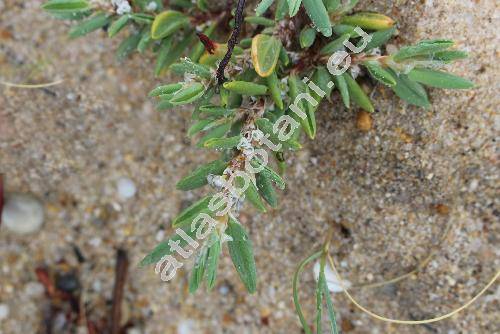 Polygonum maritimum L.