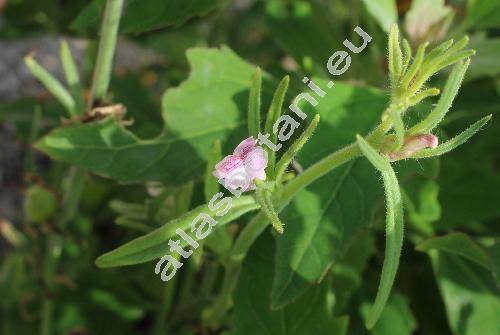 Misopates orontium (L.) Raf. (Antirrhinum)