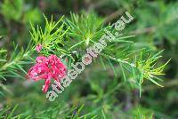 Grevillea rosmarinifolia Cunn.