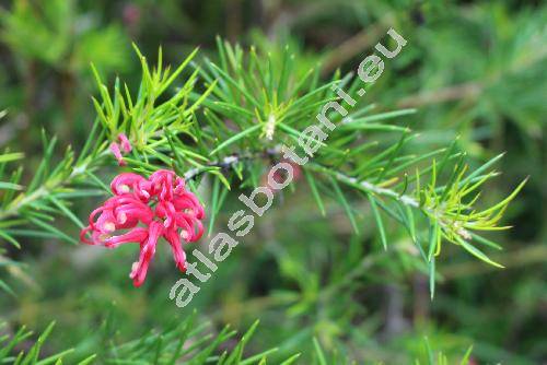 Grevillea rosmarinifolia Cunn.