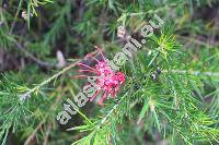 Grevillea rosmarinifolia Cunn.