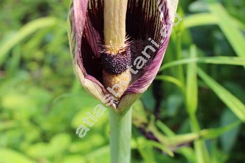 Dracunculus vulgaris Schott (Arum dracunculus L.)