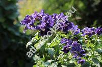 Nemesia 'Dark Blue'