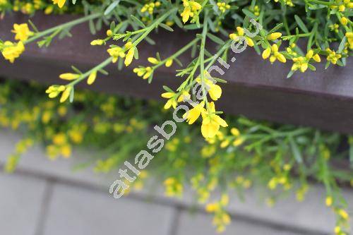 Cytisus 'All Gold'