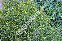 Cytisus 'All Gold'