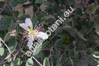 Capparis ovata Desf.