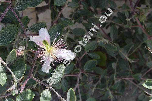 Capparis ovata Desf.